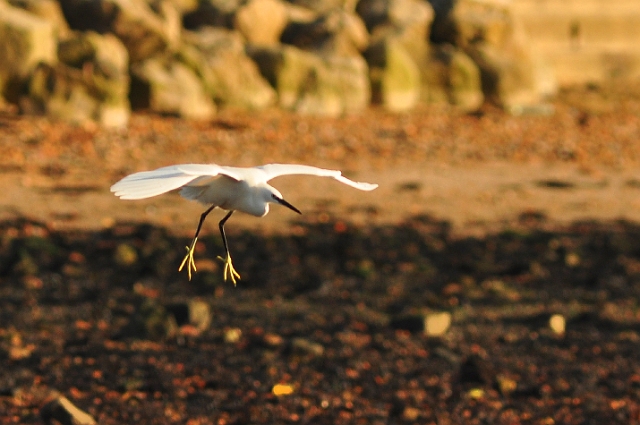 23 12 15_0141_edited-1.jpg - LITTLE EGRET - BAITER, POOLE HARBOUR, DORSET - 23.12.15